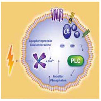 Eukaryotic Cells